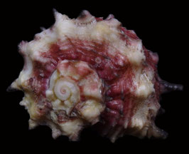 Angaria rubrovaria.  35.3mm F+++