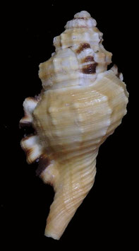 Cymatium grandimaculatum  98.7mm F++