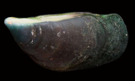 Septifer bilocularis  57mm F++