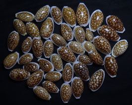 Cypraea cribraria  22mm - 37mm F+++