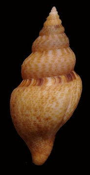 Daphnella pulviscula  25mm F+++