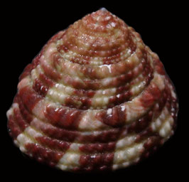 Trochus stellatus  33.4mm F+++