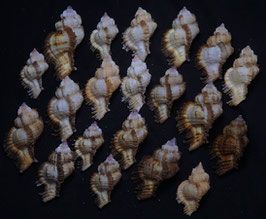 Chicomurex laciniatus  35mm-55mm F++