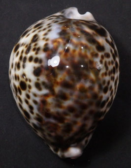 Cypraea tigris  91.5mm F+++