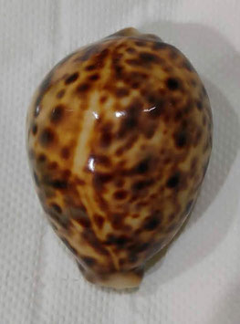 Cypraea tigris  81.4mm F++/F+++