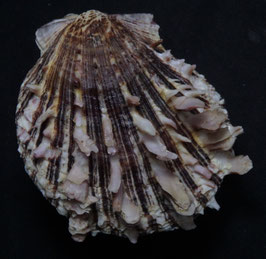 Spondylus squamosus  75.5mm F+++
