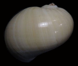 Naticarius orientalis  29.4mm F++/F+++