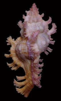 Chicoreus nobilis 46.8mm F+++