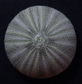Psammechinus miliaris  54.4mm sea urchin test