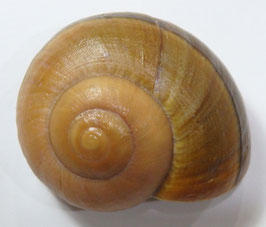 Ryssota (Lamarckiella) oweniana 53.2mm F+++