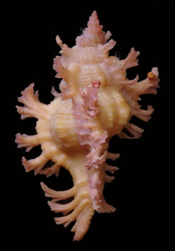 Chicoreus nobilis  49.3mm F+++