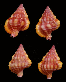 Gyrineum roseum  15.6mm-16.6mm F+++