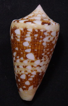 Conus ammiralis 55.8mm F+++