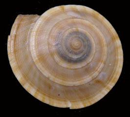 Discotectonica acutissima  36.2mmF+++