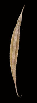 Sea dragon Phyllopteryx taeniolatus  184mm sun dried