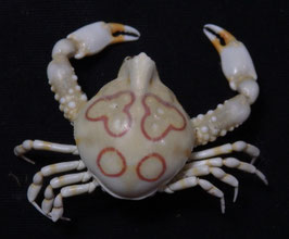 Leucosia anatum  24.3mm F+++ preserved sea crabs taxidermy