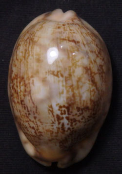 Cypraea arabica 45.7mm F+++
