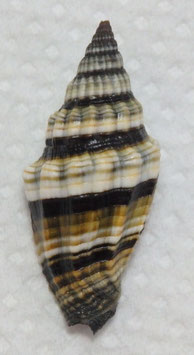 Vexillum rugosum 40.1mm F+++