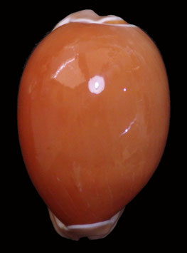 Callistocypraea aurantium  84.7mm F++/F+++