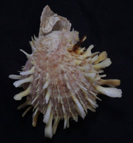 Spondylus barbatus  67.4mm F+++
