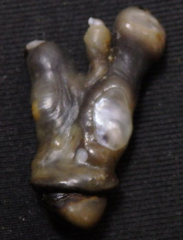 Malleus malleus wild pearl 23mm x 7mm