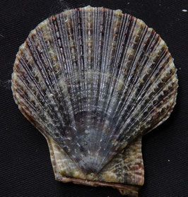 Laevichlamys squamosa  52.5mm F+++, marine gastropods seashell