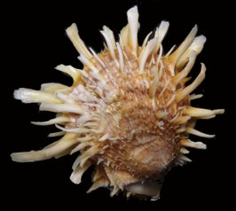 Spondylus barbatus  57.9mm F+++