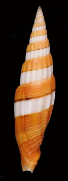 Vexillum citrinum filiareginae  65.2mm F+++