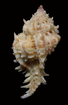 Chicoreus superbus  64.7mm F+++