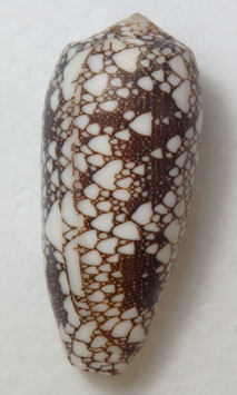 Conus omaria  62.7mm F+++