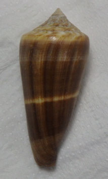 Conus furvus polygrammus  48.1mm F+++