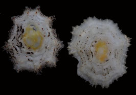 Scutellastra flexuosa  28.8mm-30.4mm F+++