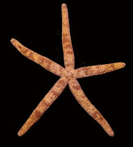 starfish species  size 108mm  sun dried