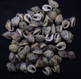 Nassarius pullus  17.2mm - 21.9 mm F++/F+++