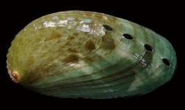 Haliotis asinina 64mm F+++
