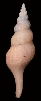 Simplicius graciliformis  76.1mm F+++