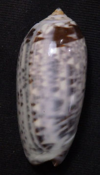 Oliva samarensis 34.5mm F+++