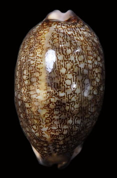 Cypraea eglantina  58.7mm F+++
