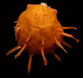 Spondylus  foliaceus   f. croceus  62.6mm F++