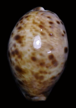 Cypraea lynx  41.6mm F+++