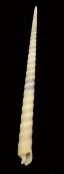 Terebra triseriata.  61.5mm F+++