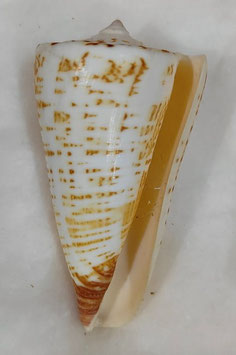 Conus thalassiarchus mariei 74.7mm F+++