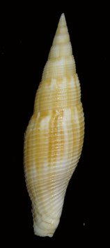 Cancilla isabella  78.7mm F++