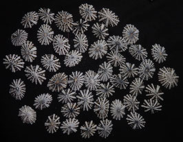 Siphonaria javanica  12.1mm - 17.9mm F+++