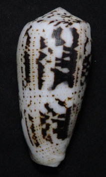 Conus assimilis  71.8mm F+++