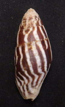 Mitra  Strigatella paupercula  33.4mm F++