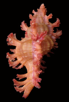 Chicoreus nobilis  49.4mm F+++