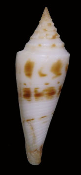 Conus ichinoseanus  58.5mm F++/F+++