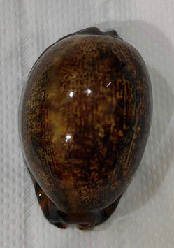 Cypraea arabica 65.9mm F+++