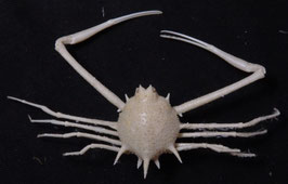 Arcania novemspinosa 21mm sea crabs